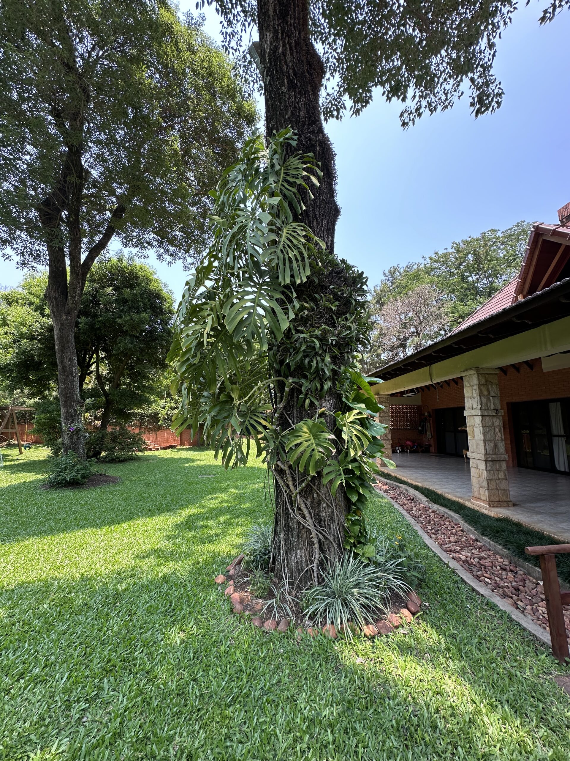 A tree at the Bruderhof's villa.